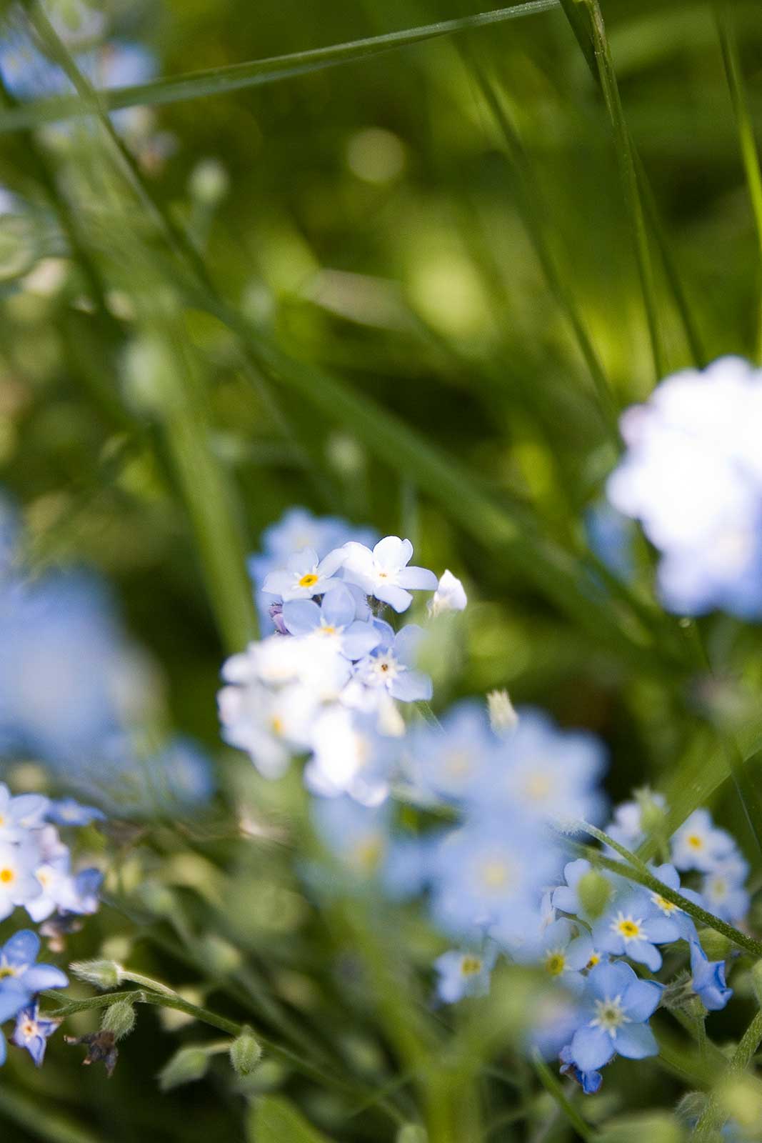 blommor