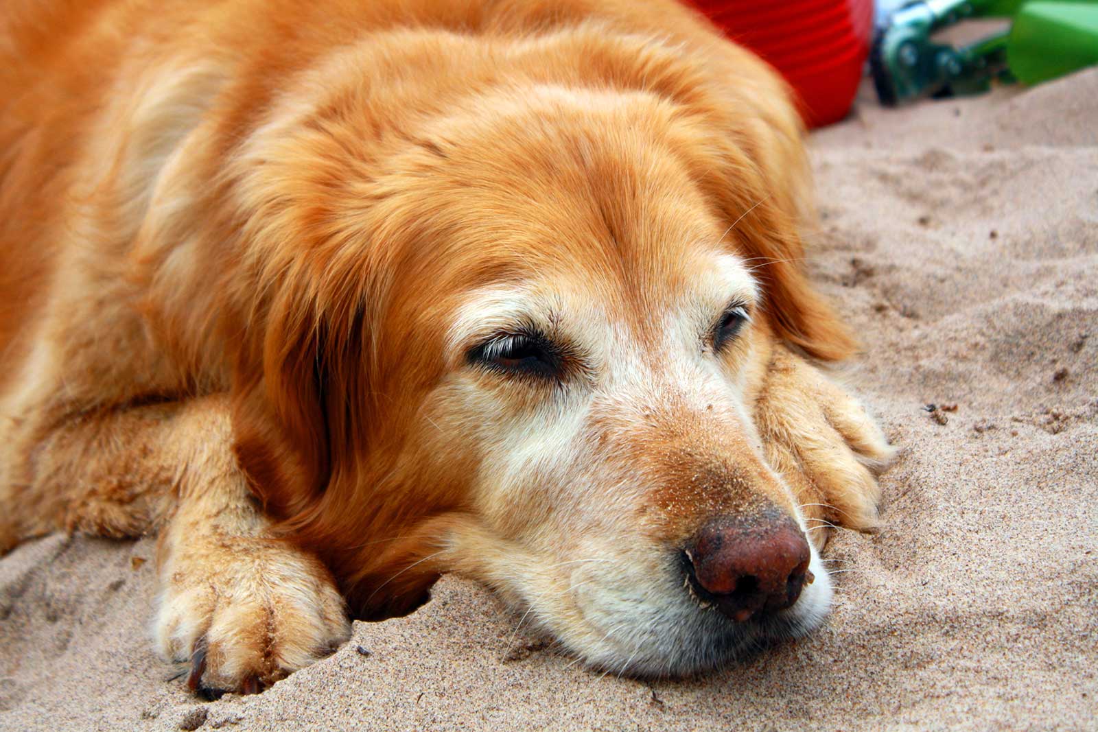 hund